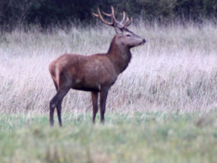 Lettland: Die Jagdreise für den Jäger.