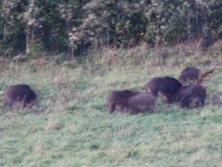 Lettland: Die Jagdreise für den Jäger.