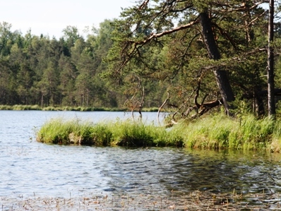 Lettland: Die Jagdreise für den Jäger.