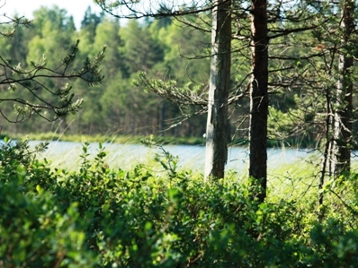 Lettland: Die Jagdreise für den Jäger.